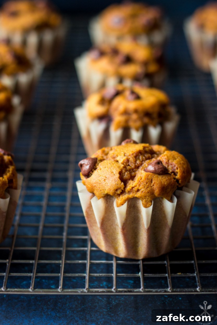 Close-up photo of a single Pumpkin Chocolate Chip Muffin, showing its moist crumb and melted chocolate chips
