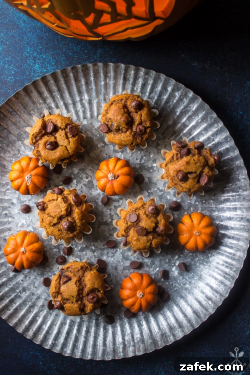 Overhead photo of a silver tray filled with freshly baked Pumpkin Chocolate Chip Muffins, still warm from the oven