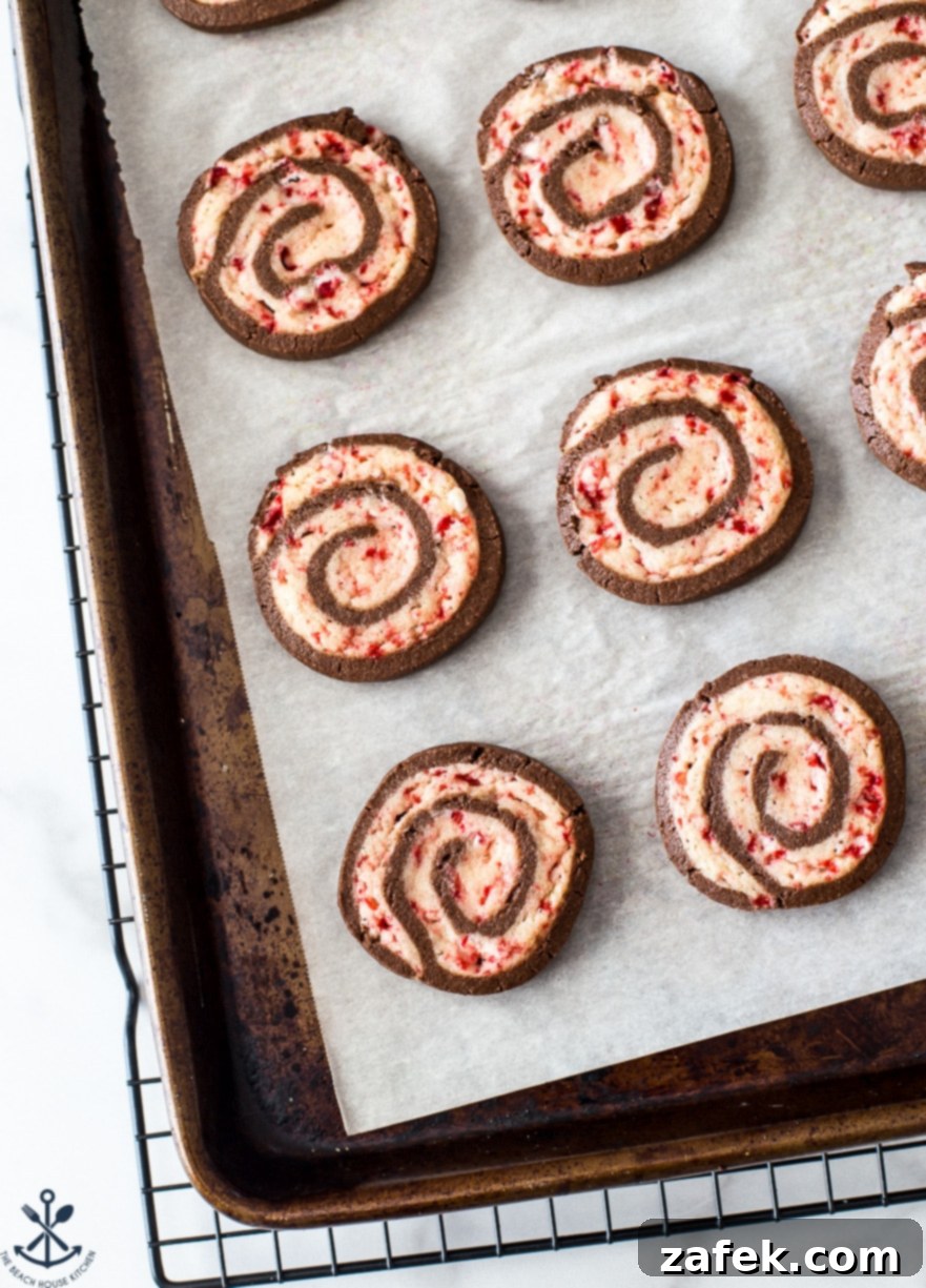 Overhead photo of a freshly baked tray of chocolate peppermint pinwheel cookies, displaying their beautiful swirls and golden edges