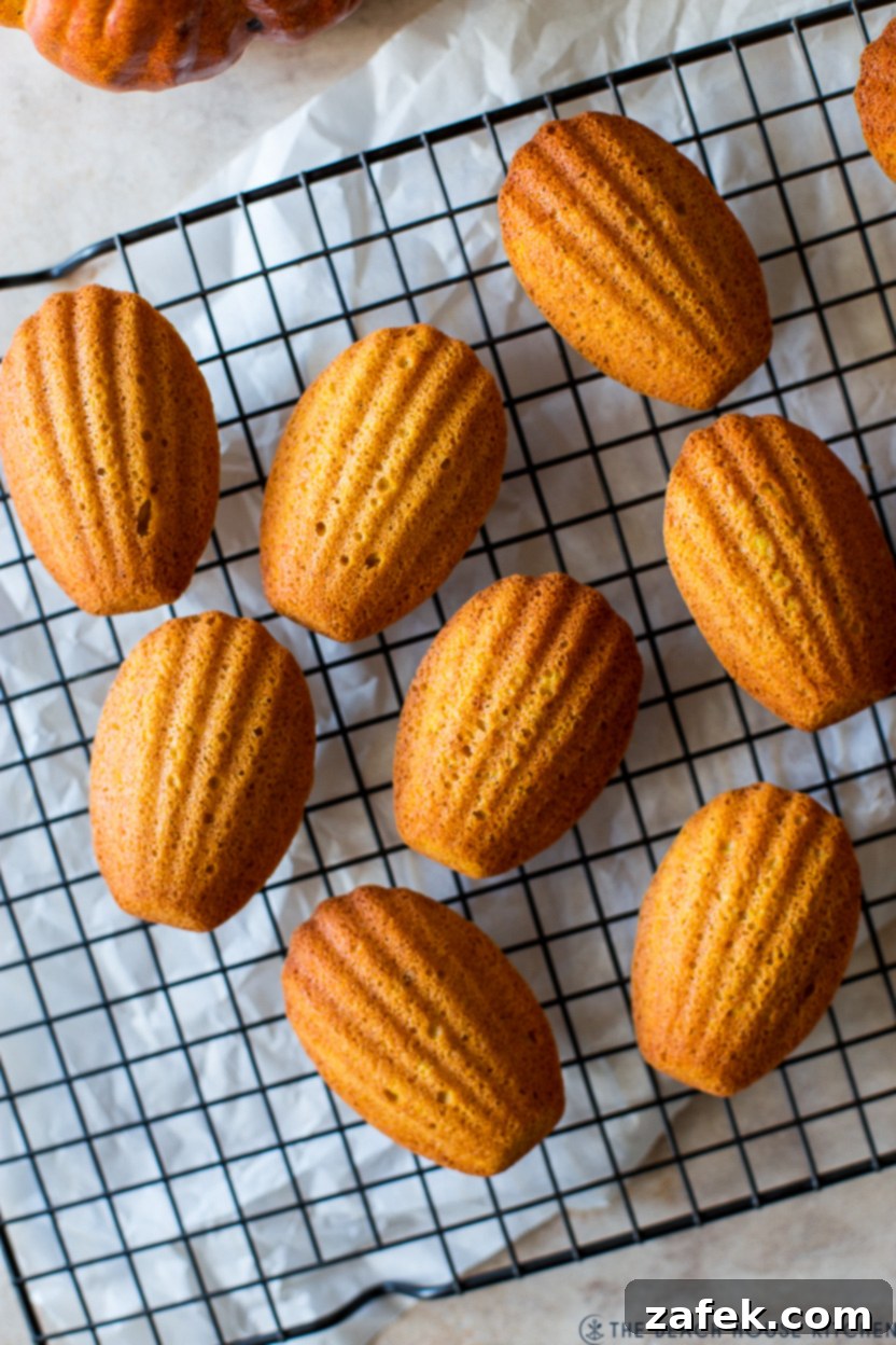 Autumn Spiced Pumpkin Madeleines 10 A close-up, overhead view of perfectly baked Pumpkin Madeleines arranged on a black wire baking rack, highlighting their beautiful shell shape and golden-brown finish.